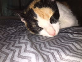 Junior Boniface profile icon