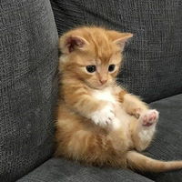 ديني profile icon