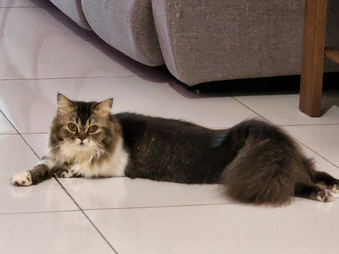 Noor Amirah profile icon