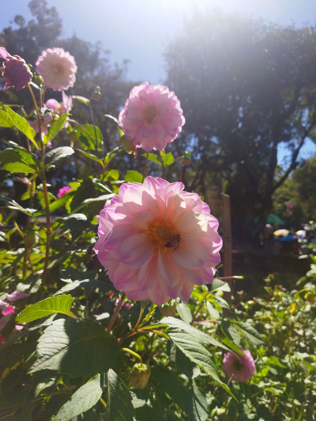 Faye nov profile icon