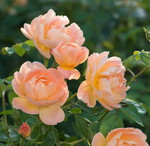 Katrina T. profile icon