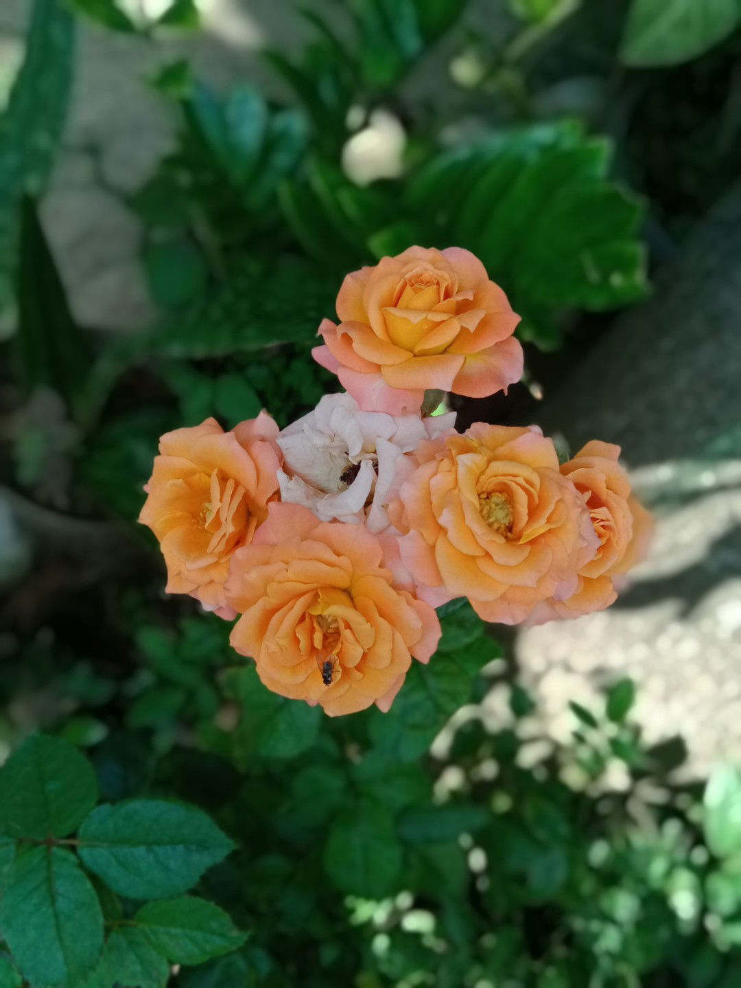 Miss Cahya profile icon