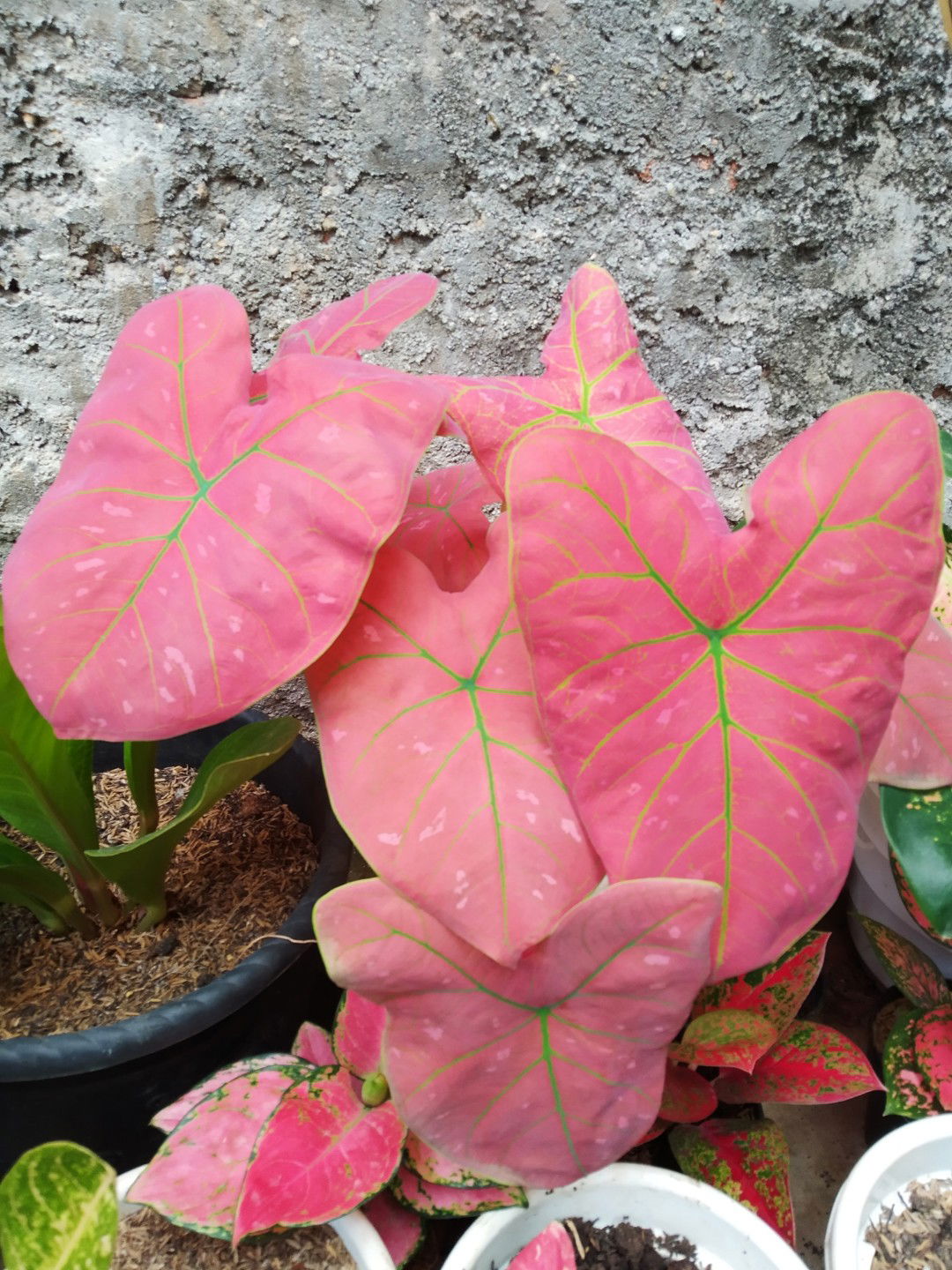 kusumaputri profile icon