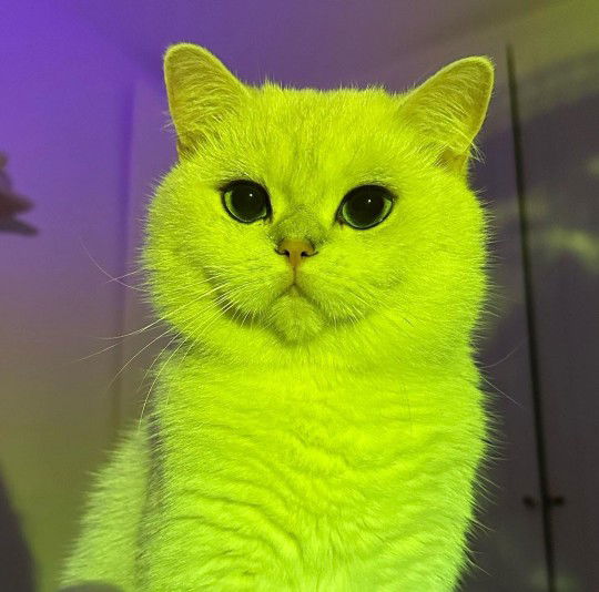 Anzanita Lilian profile icon