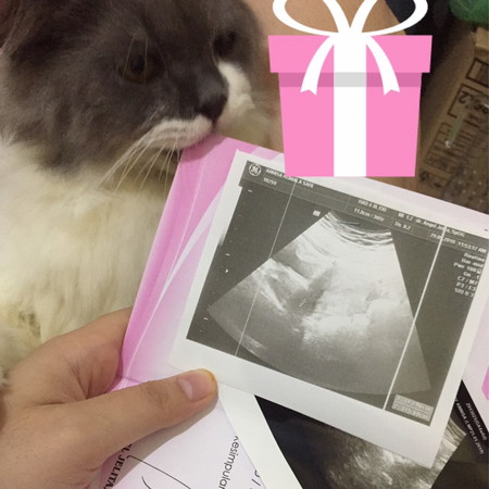 4 week belum ada kantung janin