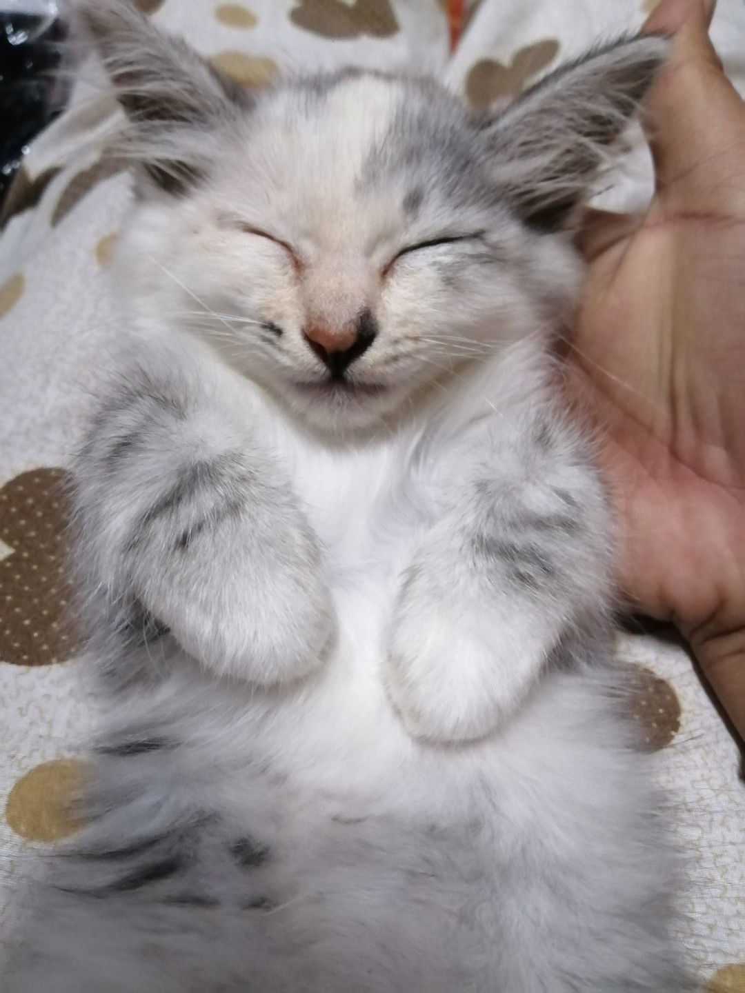 มามี้  ซัลซาบิล profile icon