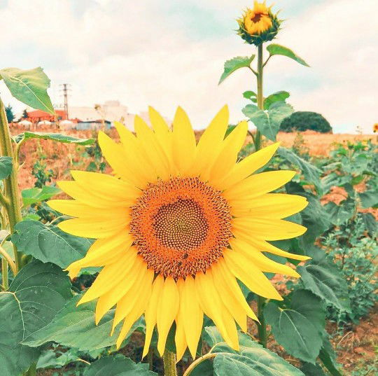 Ririn Qamariyah profile icon