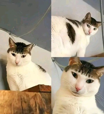 Jini Cantika Dewi profile icon