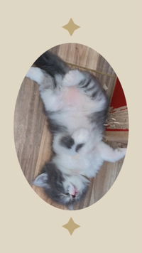 ibu baru profile icon