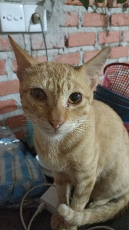 Thaania profile icon