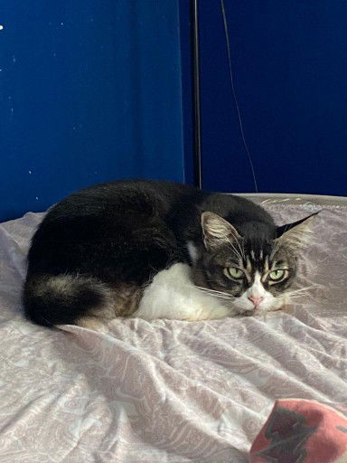 Mikan H profile icon