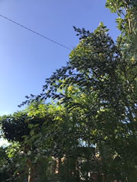 20.18.9 profile icon