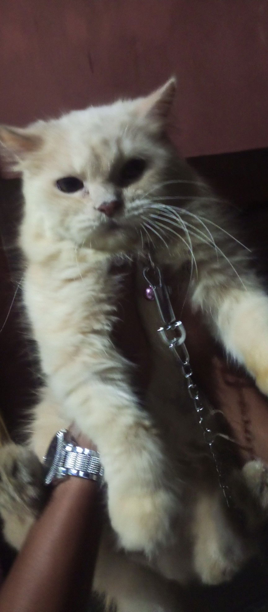 Chi Gonzaga profile icon