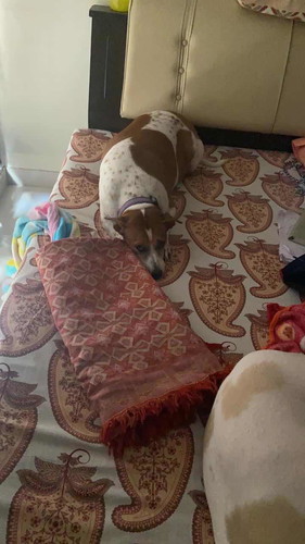 Planning to get a dog or cat for my baby?