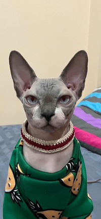 Jameelah profile icon