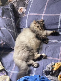 meoli mummy profile icon