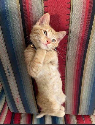 Buna Yumna profile icon