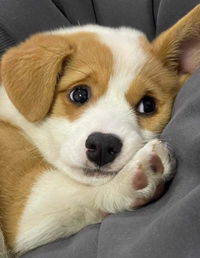 Phunsiri profile icon