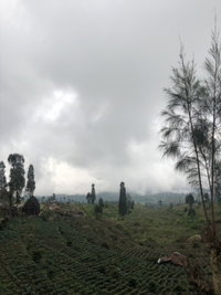 Vikiseptia profile icon