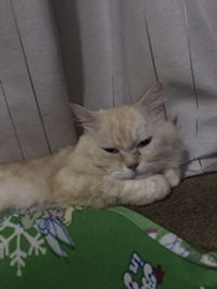 libra mom profile icon