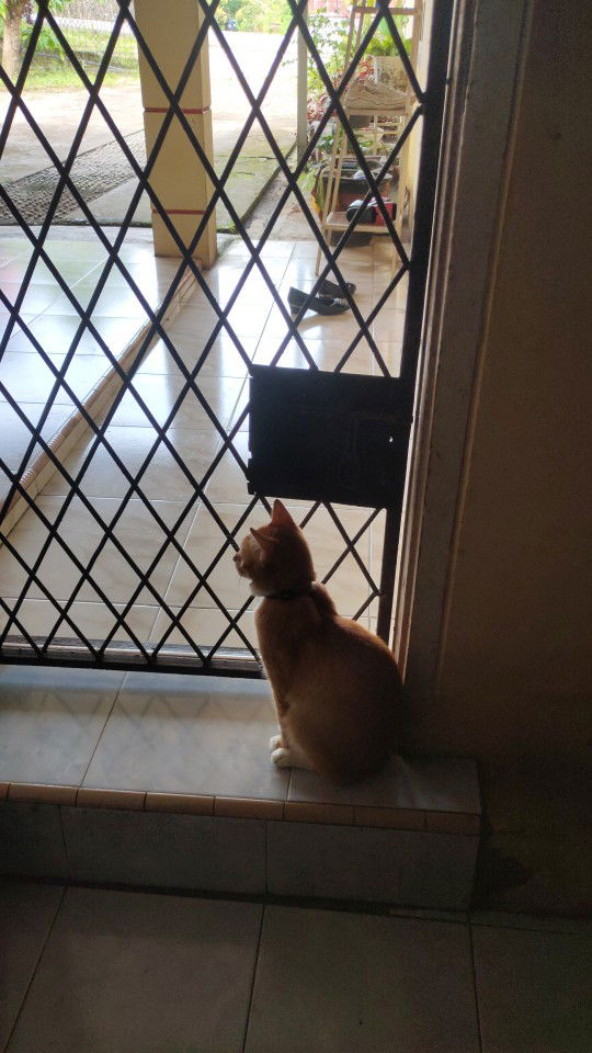 Neva Elvanderi profile icon