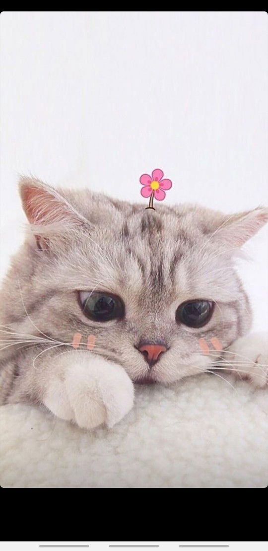 Mrs. Hutomo profile icon