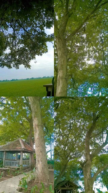 Serenade Senja profile icon