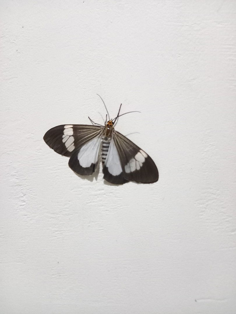 Ika Wahyu profile icon