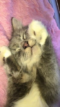 Anistia profile icon