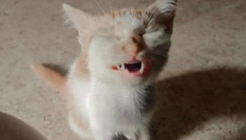 dedhantys amor profile icon