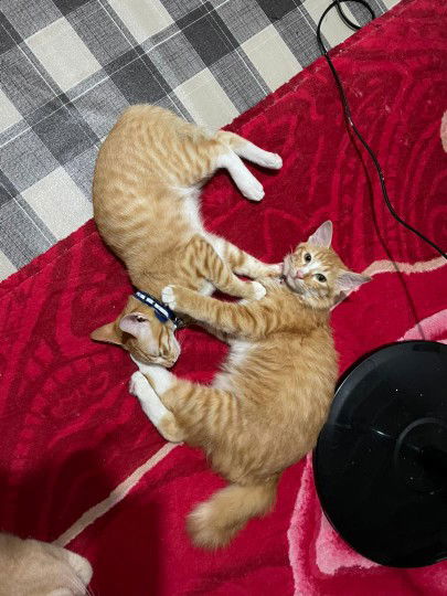 Farhana profile icon