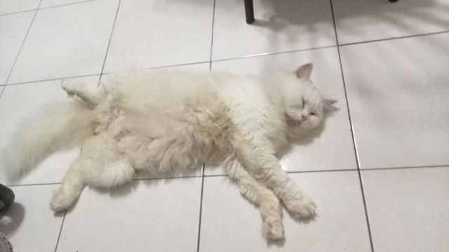 ainramadanie profile icon