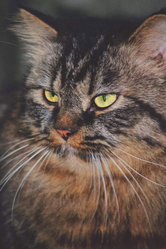 Misty Ann Vitug profile icon