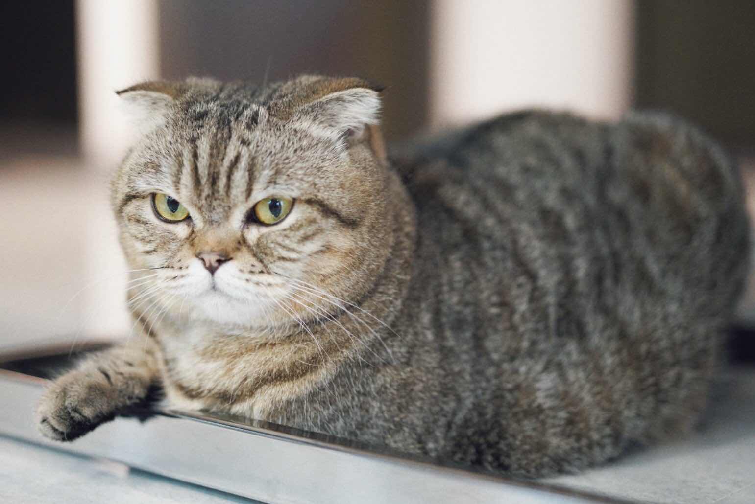 little bit profile icon