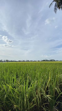 Nurul Atikah profile icon