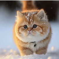 Gita D. Prastanti profile icon