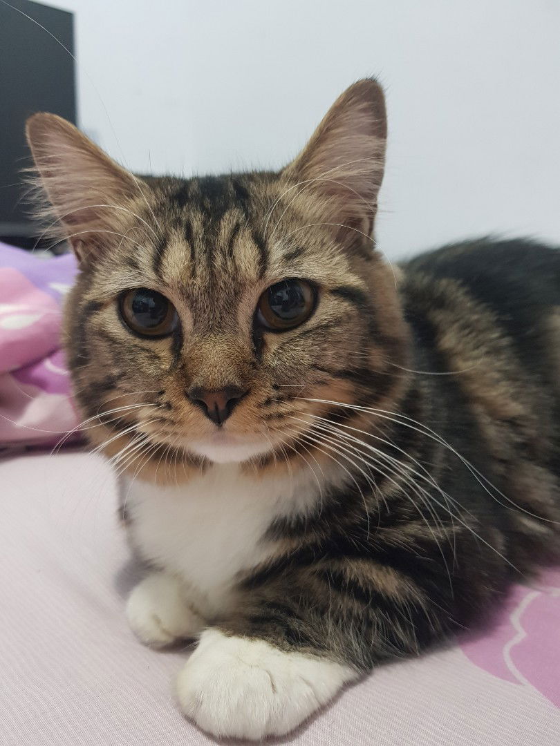 Edwina Mulia profile icon