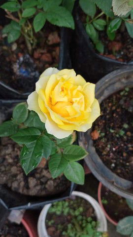 Fatihah profile icon