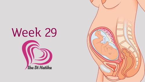 29 week 3 days