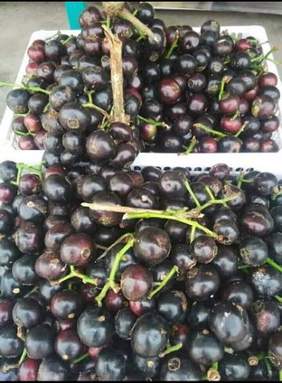 bolehkan makan buah gowok