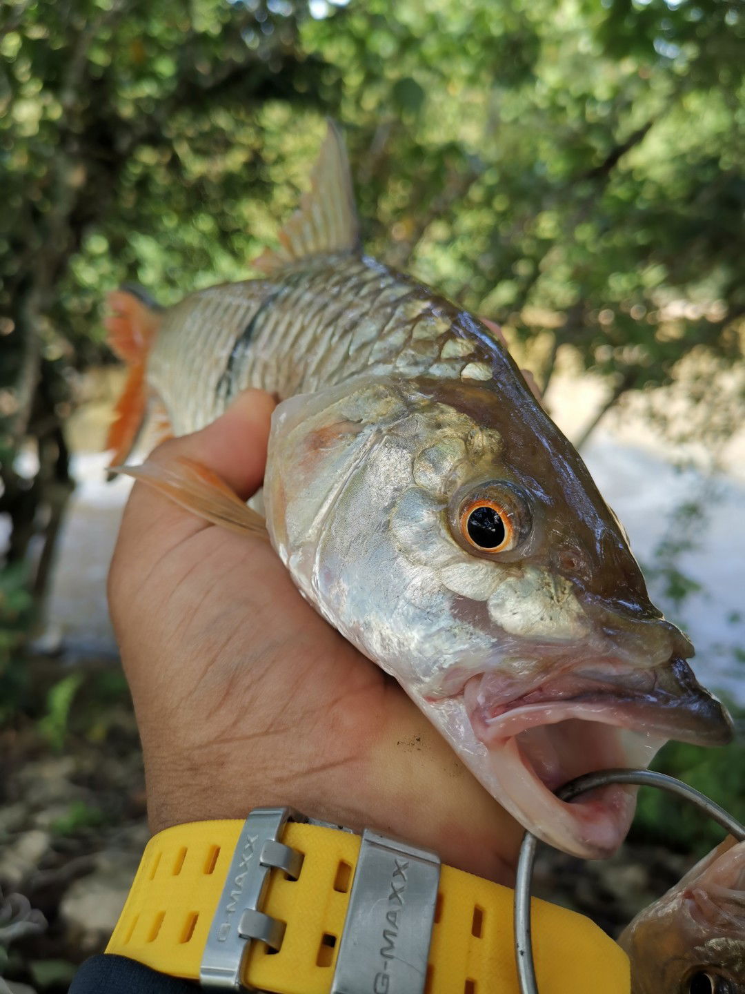 nescafe neslo profile icon