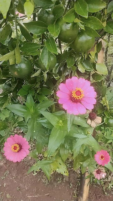 Laely Khoeriyah profile icon