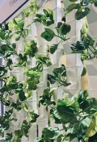 Siti Fairos profile icon