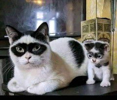 Pratiwi Erlitna profile icon