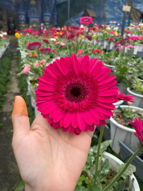 Nur Najibah profile icon