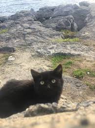 Farah Binte Rahman profile icon