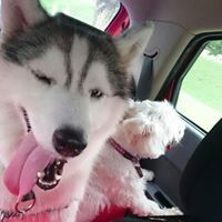 Elena Lim profile icon