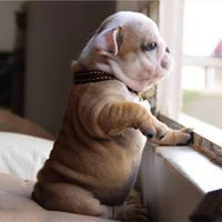 Van Chiang profile icon