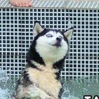 Tống Trần profile icon