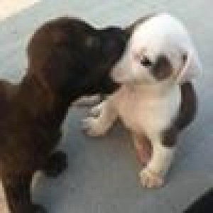 Phyllis Tan profile icon